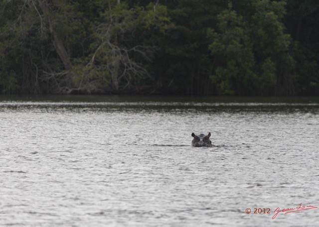 212 LOANGO Inyoungou Lagune Ngove Hippopotame Hippopotamus amphibius 12E5K2IMG_79502wtmk.jpg
